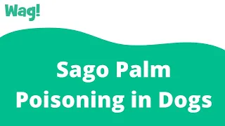Sago Palm Poisoning in Dogs | Wag!