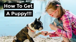 How To Convince Your Parents To Get A Dog! 5 Steps Guaranteed To Work!!!