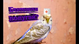 Как узнать болен ли попугай? / Простой способ узнать болен ли волнистый попугай. Больна ли птица?