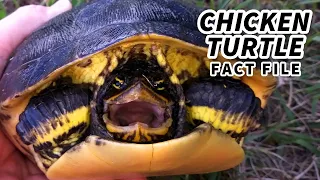 Chicken Turtle Facts: TASTES Like CHICKEN 🐔 Animal Fact Files