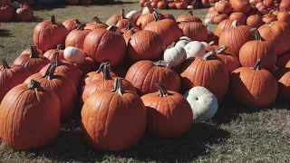 holloween pumpkin stock video strikefree
