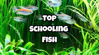 Top 10 Medium Schooling Fish 🐟