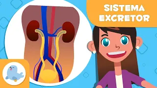SISTEMA EXCRETOR 🧍🏻‍♂️ O sistema urinário e as glândulas sudoríparas  🧬 Ciências para crianças