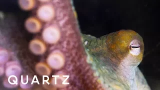 Octopuses and cuttlefish through alien eyes