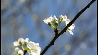The plum blossoms are beautiful and the spring is intoxicating