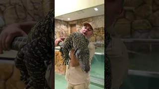 Wow!! A Giant Crocodile Monitor😳😅 #wow #giant #amazing #animals #cool #shorts #video #reptiles