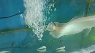 silver arowana feeding time