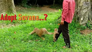 Abandoned Baby Monkey Sovana Crying Not Follow Bonita to Adopt, Bonita Want to Adopt Sovana to Troop