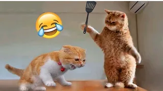 Funny Animal Videos 2023 😂 - Funniest Cats And Dogs Video 😺😍