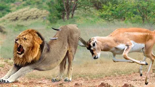 Leopard Vs Oryx | Oryx Attacked Madly Leopard To Defend Itself From Danger