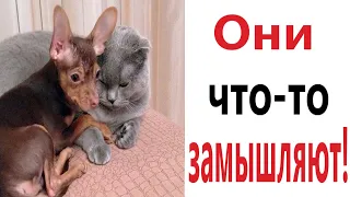 Лютые приколы. ОНИ ЧТО-ТО ЗАМЫШЛЯЮТ!!! САМОЕ смешное видео! РЖАКА до слёз! - Domi Show!