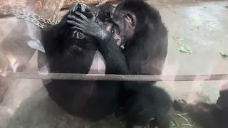 Nanjing HongShan Forest Zoo: Chimpanzee Family