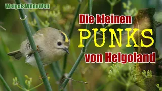 Die kleinen Punks von Helgoland: Wintergoldhähnchen - die kleinsten Vögel Europas zum Greifen nah! 😍