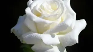 Отрывок из песни белые розы на пианино