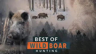 Best of Wild Boar Hunting!