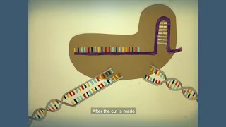 The CRISPR-Cas9 gene editor