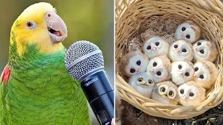 Baby Animals 🔴 Funny Parrots and Cute Birds Compilation (2021) Loros Adorables Recopilación #34