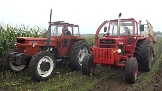 Fiat 1000 DT chopping corn w/ Taarup 605B Forage Harvester | Maisernte - Corn Season | DK Agri