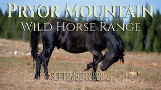 Pryor wild horses Sept. 15 2023, A relaxing look into the beautiful Pryor Mountain Wild Horses.