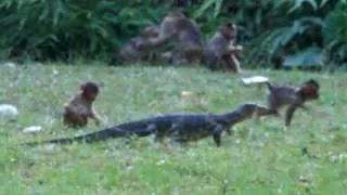 Monitor Encounters Monkey