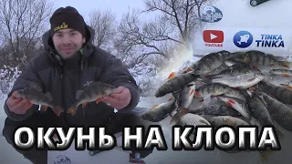 ПОПАЛ НА РАЗДАЧУ ОКУНЯ НА БЕЗМОТЫЛКУ! ЭТОТ КЛОПИК ЛОВИТ ВСЁ!