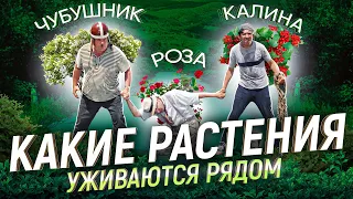 Зря их посадили рядом! Какие растения станут врагами, а какие отличными соседями