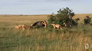 Lion Pride (Rongai pride) successful Buffalo Kill - Masai Mara