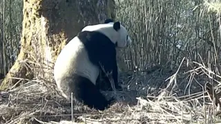 Caught on camera: Wild animals at SW China nature reserve