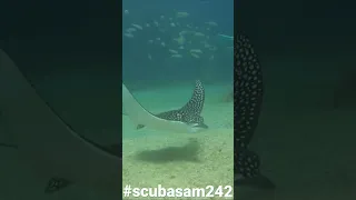 Huge Eagle Ray in the Bahamas 🇧🇸 #gopro