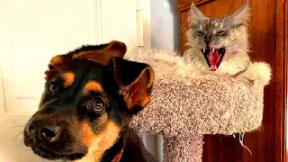 Best Funny Animal Videos 2023 - Funniest Cats And Dogs Video - Part  - 98