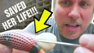 MY SNAKE IS EGG BOUND!!! NOW WHAT?!!! Brian Barczyk