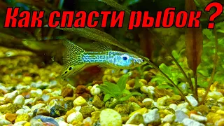 Как спасти мальков аквариумных рыбок до их рождения?