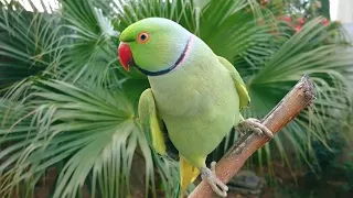 Natural Parrot Sounds Compilation | Amazing Parrot Chirping Sounds | Natural Parrot Voices