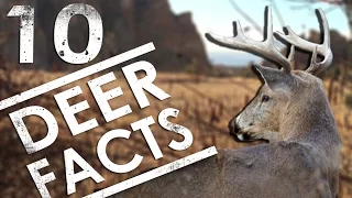 10 DEER FACTS Every Deer Hunter Should Know | The Sticks Outfitter EP. 17