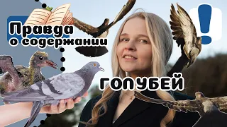 20 вещей которые стоит знать о ГОЛУБЯХ всем и каждому.