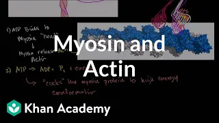 Myosin and actin | Circulatory system physiology | NCLEX-RN | Khan Academy