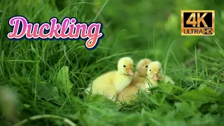Cute Duckling - A Funny Duck Videos Compilation 4K