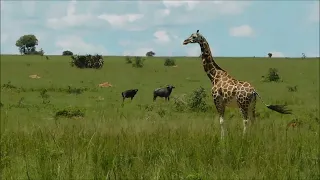 Giraffes and African buffalos
