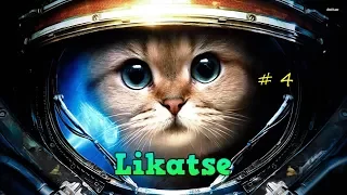 Смешные кошки и коты Приколы про кошек и котов 2017 # 4