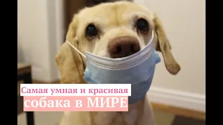 САМАЯ УМНАЯ И КРАСИВАЯ СОБАКА В МИРЕ!!!THE MOST SMART AND BEAUTIFUL DOG ​​IN THE WORLD !!!