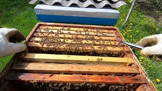 Самый простой отводок пчёл в мае! Часть #2 Cколько пчел осталось в неправильном отводке после слета!