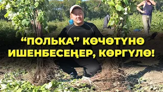 МАЛИНА көчөттөрүн КАНТИП даярдап атканыбызды КӨРСӨТТҮК!