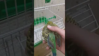 Budgie dying in its owner's hands