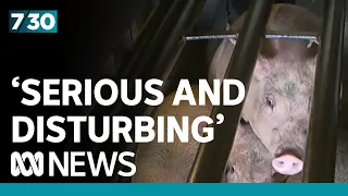 Pig abattoir ceases operations amid investigation into 'serious and disturbing' allegations | 7.30
