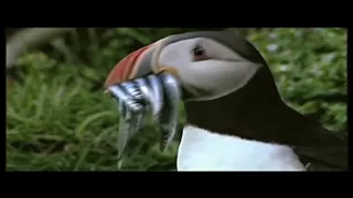 Puffins | National Geographic