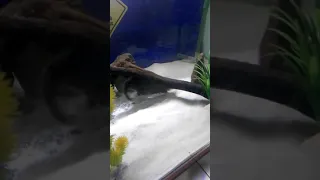 Gulper catfish eats tilapia fillet