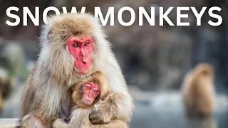 These Japanese SNOW MONKEYS Bathe in Hot Springs! 🐒🌿 | Jigokudani Monkey Park in Yamanouchi, Japan