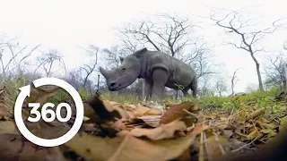 Rescuing Rhinos | Racing Extinction (360 Video)