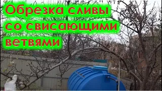 Обрезка сливы со свисающими ветвями