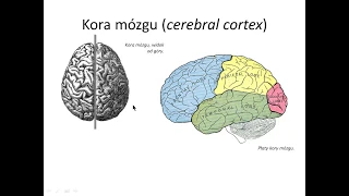 Kora mózgu cz. I (pełna wersja)